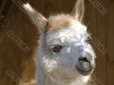 Llama