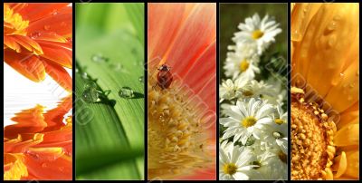 set of five vertical floral banners