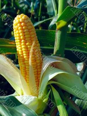 Maize