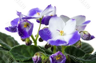 African violet. Saintpaulia.