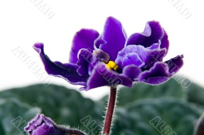 African violet. Saintpaulia.