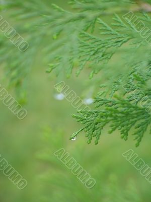 green conifer branch