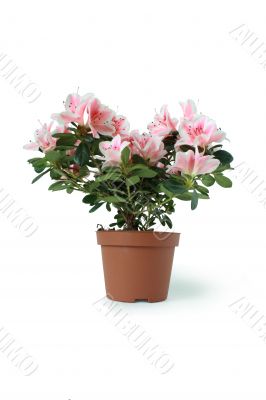 Nice Window Flower