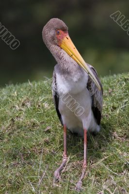 Baby yellow billed stork