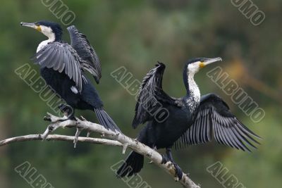 Cormorants are drying their wings