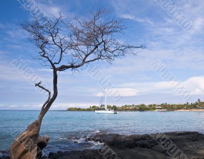 Hawaiian Bay with Tree and Boat