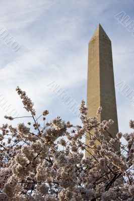Washington Monument underpinned with Cherry Blossoms