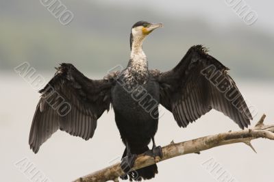 Cormorant is drying its wings