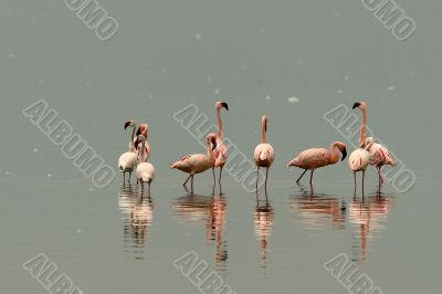 Flamingos of Nakuru lake