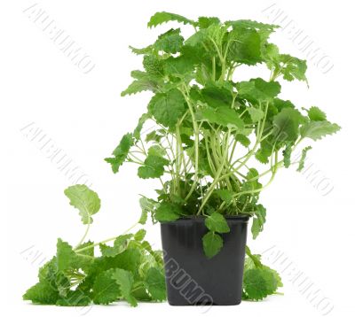 lemon balm on white