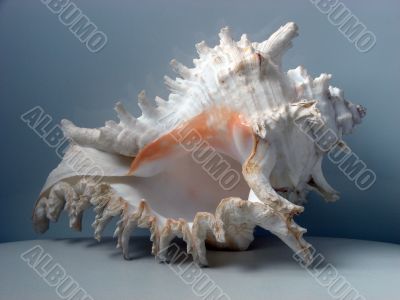 Greater sea cockleshell