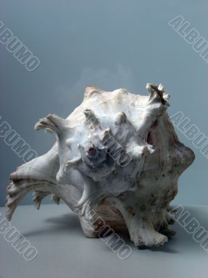 Greater sea cockleshell