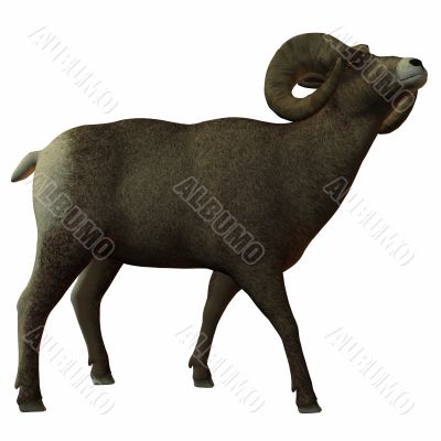 American Bighorn Sheep