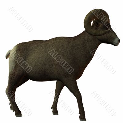 American Bighorn Sheep