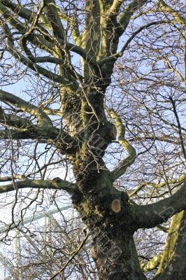 Old Gnarled Winter Tree