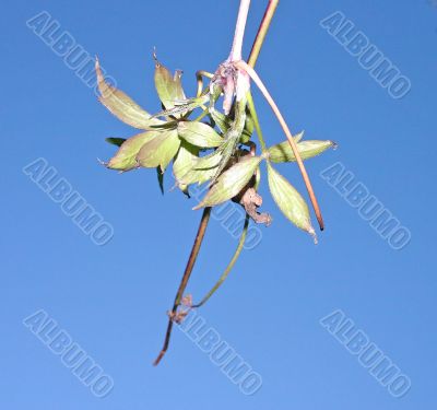 Buds and Leaves Against Blue