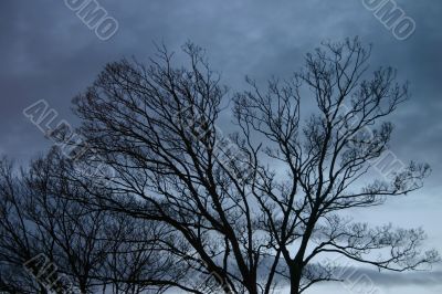 Winter Trees on a Stormy Evening