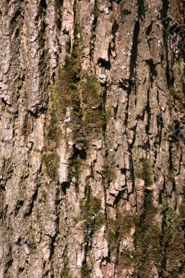 Bark of an old oak