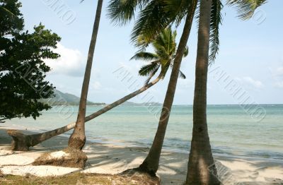 tropical beach