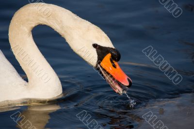 swan