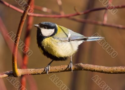 great tit