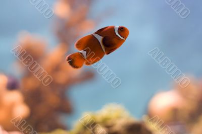 Clown fish