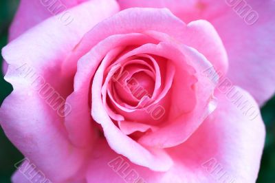 Beautiful rose