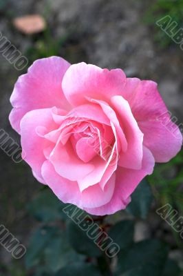 Beautiful rose