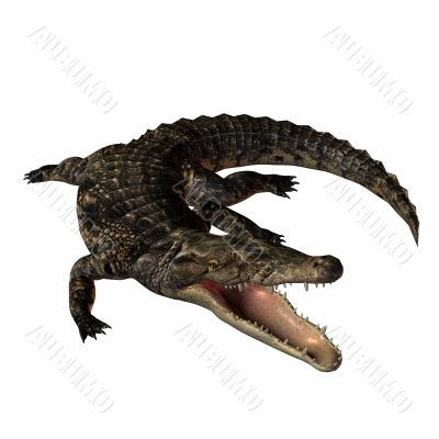 Crocodile