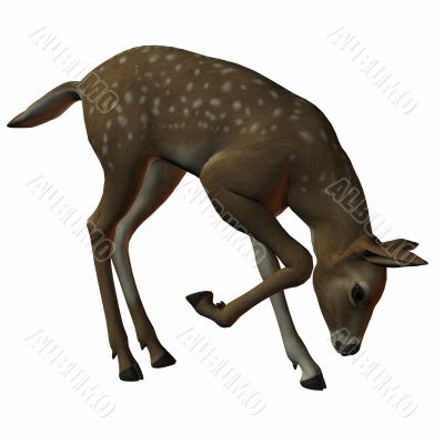 3D Fawn