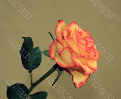 yellow-red rose