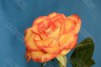 yellow-red rose