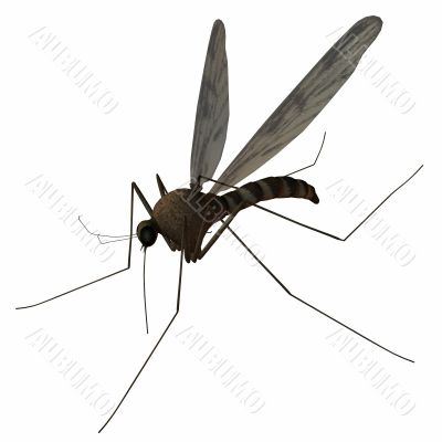 Mosquito