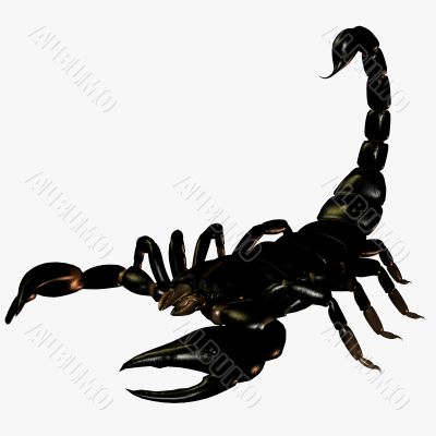 Scorpion