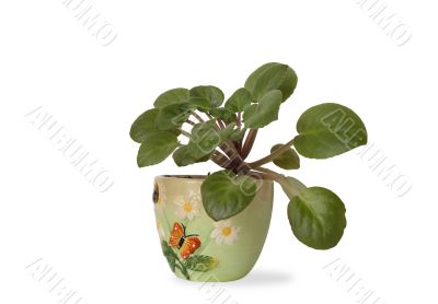 Nice window flower