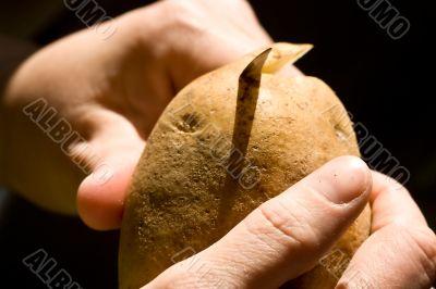 potato