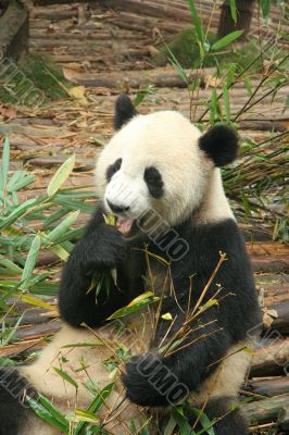 Giant Panda