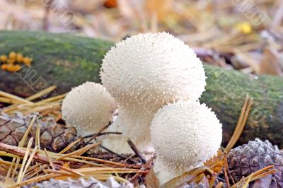 Puffballs