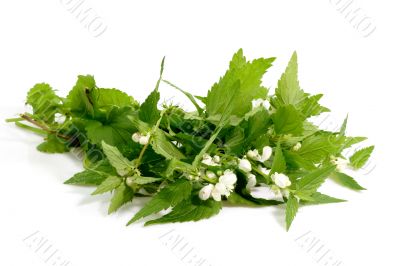 Stinging Nettle