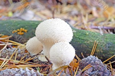 Puffball