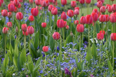 Field of Red Tulips