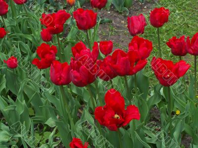 Flame of red flowers