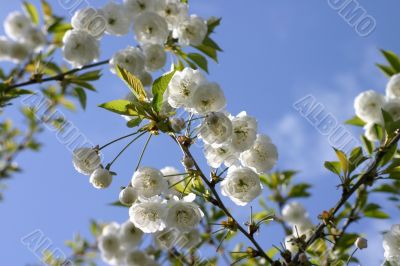 Small White Tree Blossoms