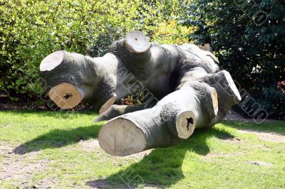 Felled Tree