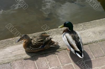 Two Ducks