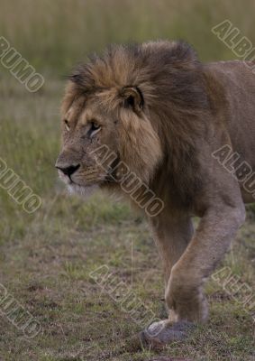 Lion of Maasai Mara