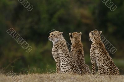 Three cheetahs