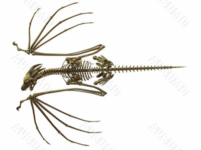 Skeleton Dragon
