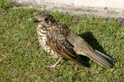 Thrush