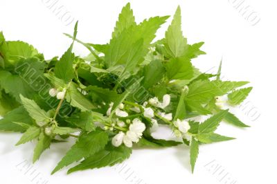 Stinging Nettles